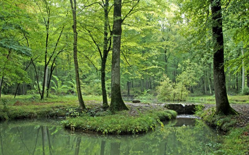 Forêt des Bertranges, Fontaine