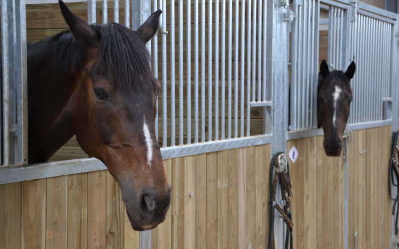 Haras-de-Tigran-Credit-Haras-de-Tigran-21JPG##Haras de Tigran - Crédit Haras de Tigran  (21)##Haras de Tigran##
