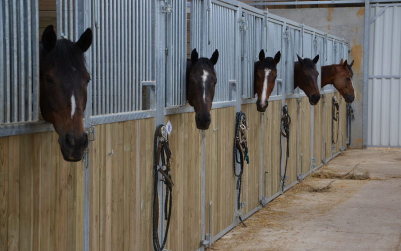 Haras-de-Tigran-Credit-Haras-de-Tigran-35JPG##Haras de Tigran - Crédit Haras de Tigran  (35)##Haras de Tigran##