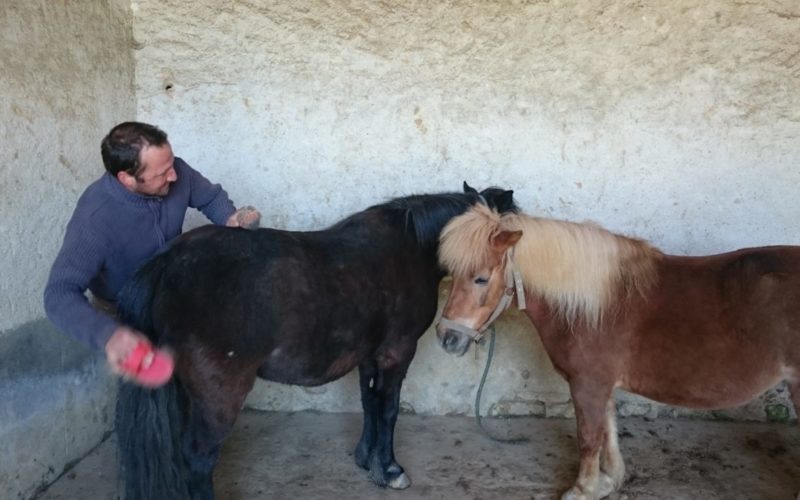 Haras-de-Tigran-droit-OT-32JPG##Haras de Tigran - droit OT (32)##OT La charite##