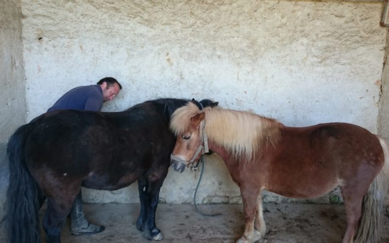 Haras-de-Tigran-droit-OT-34JPG##Haras de Tigran - droit OT (34)##OT La charite##