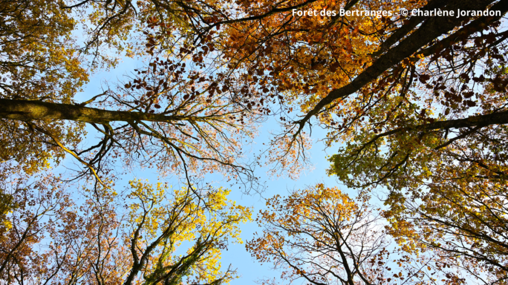 L'automne c'est en Bourgogne