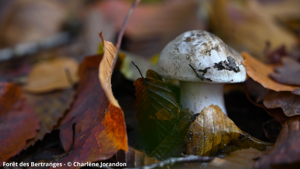 L'automne c'est en Bourgogne