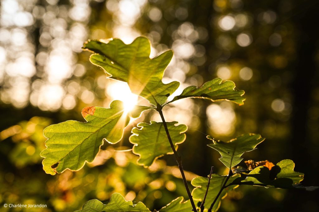 spots photos automne bertranges