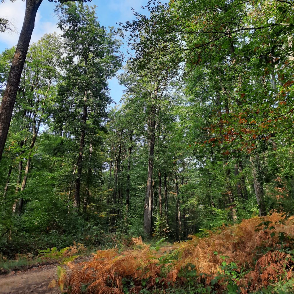 L'automne, c'est en balade !