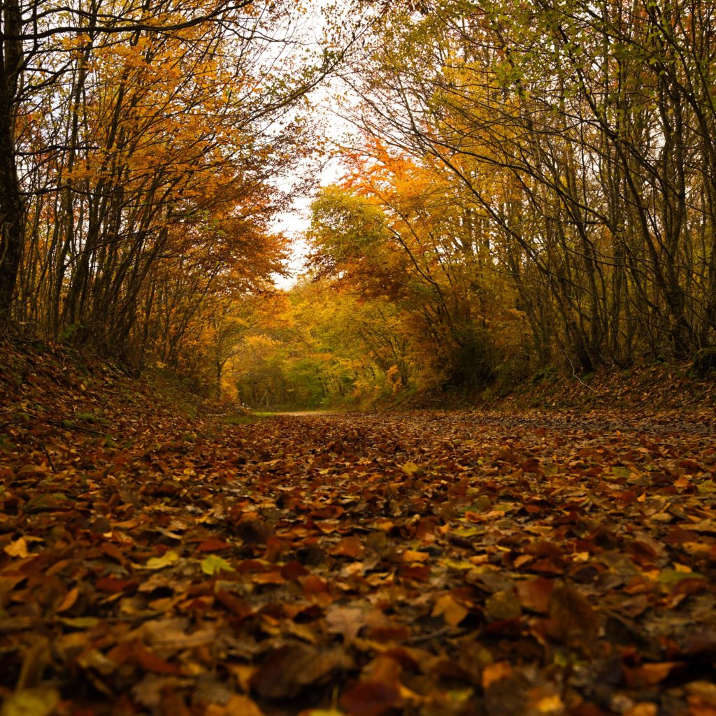 L'automne, c'est en balade