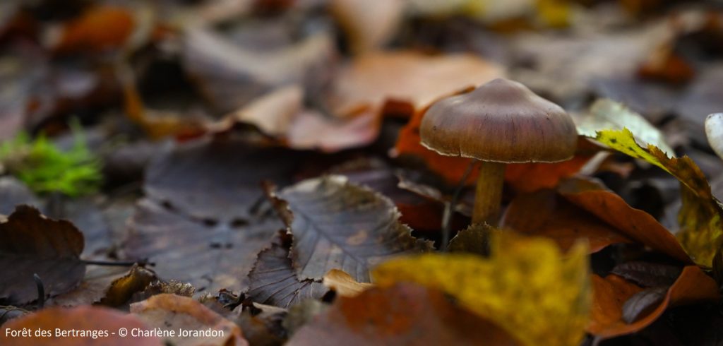 spots photos automne bertranges