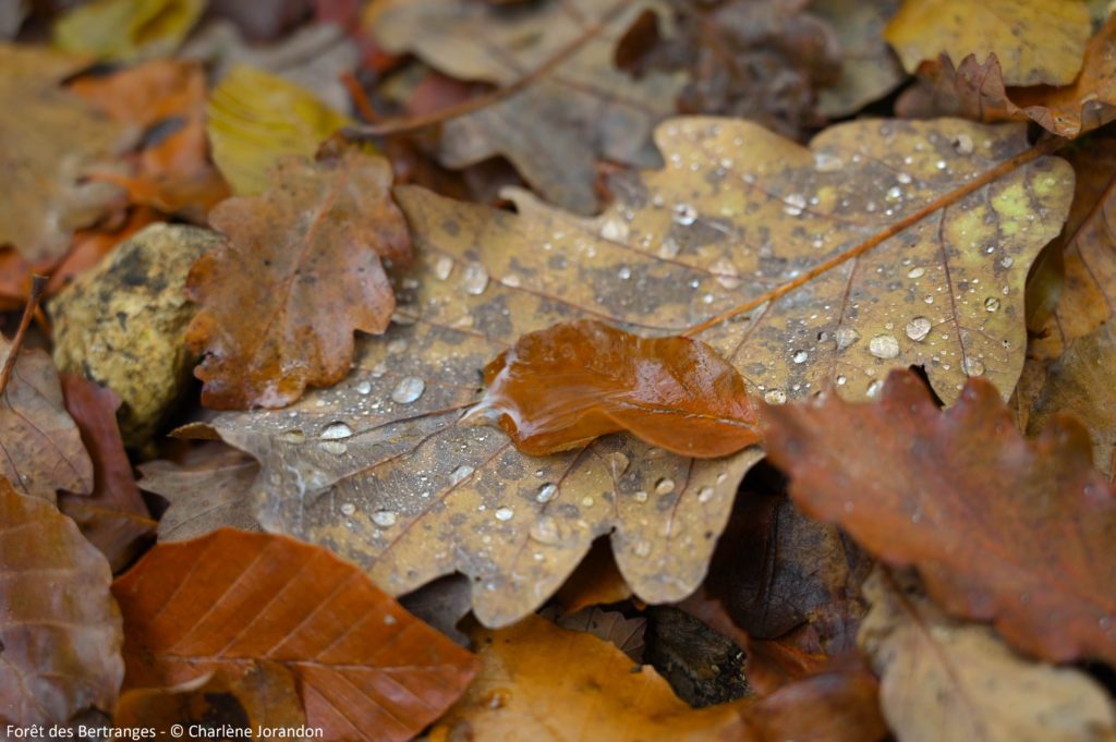 spots photos automne bertranges