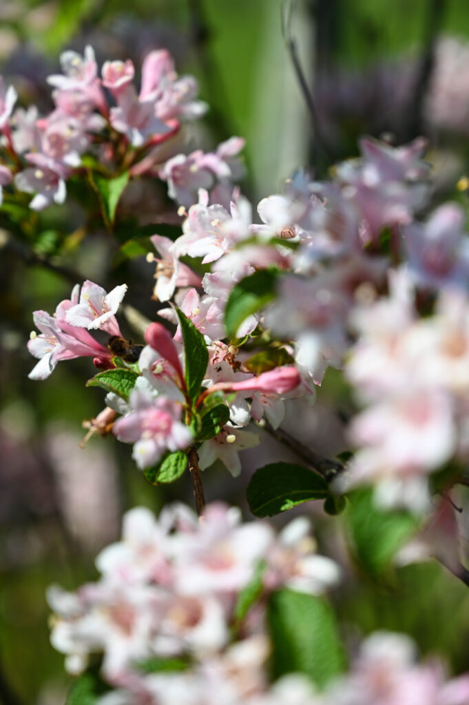 Arboretum Adeline