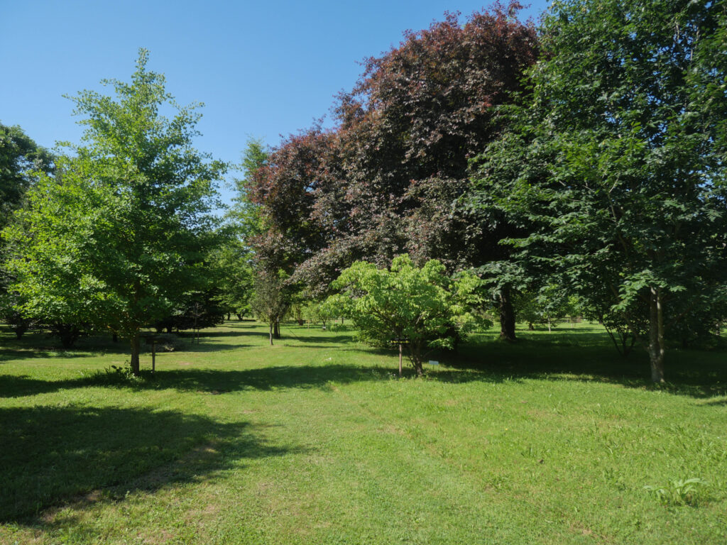 arboretum adeline