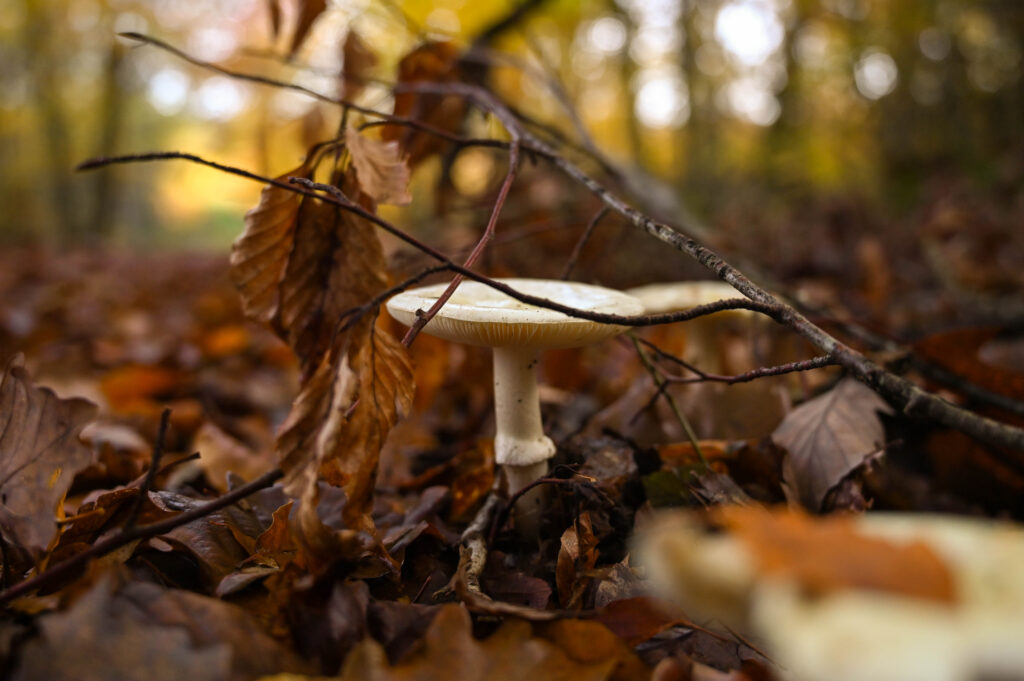 Automne en Bourgogne