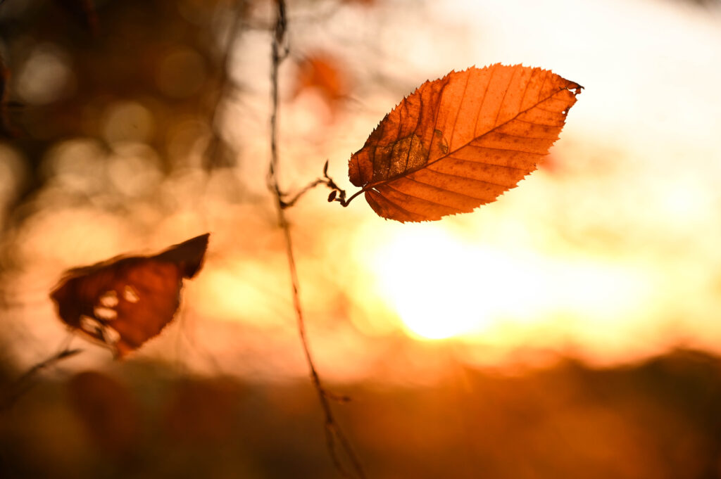 L'automne en Bourgognee