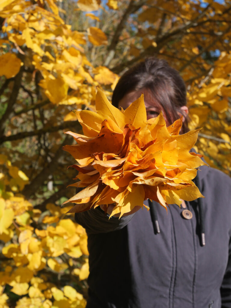 arboretum automne