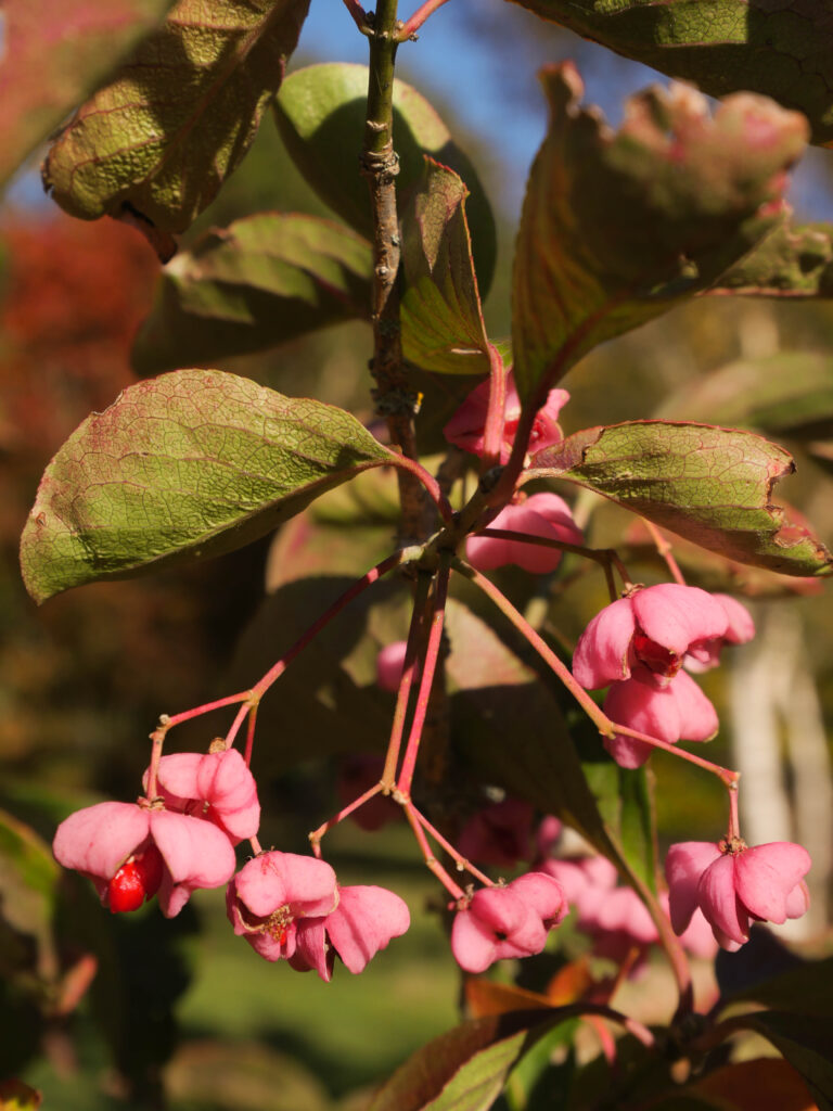 arboretum automne