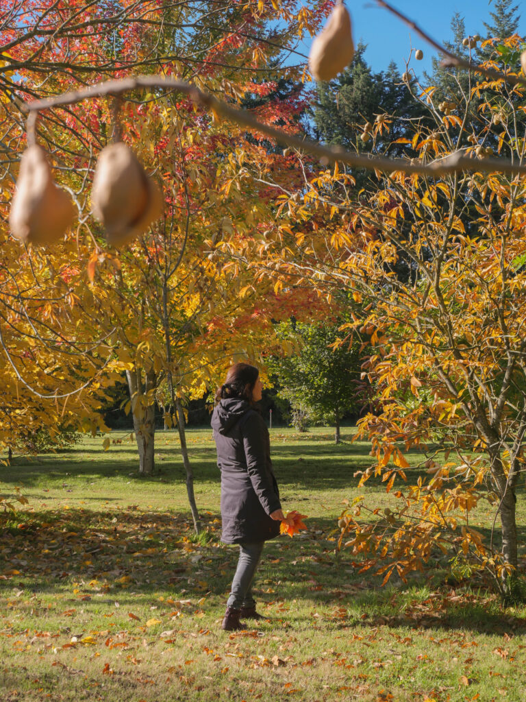 arboretum automne