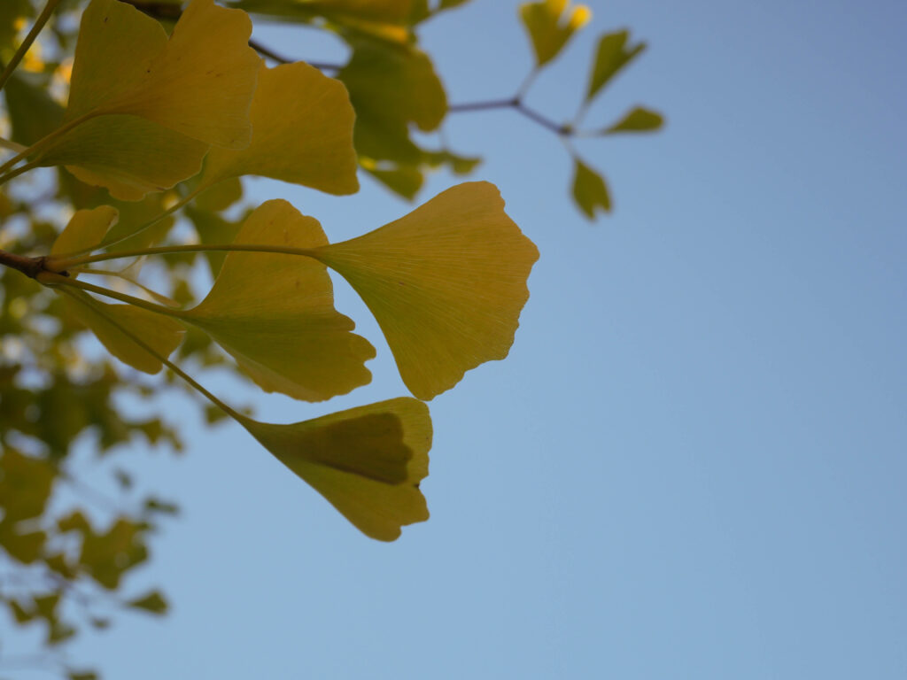 arboretum automne