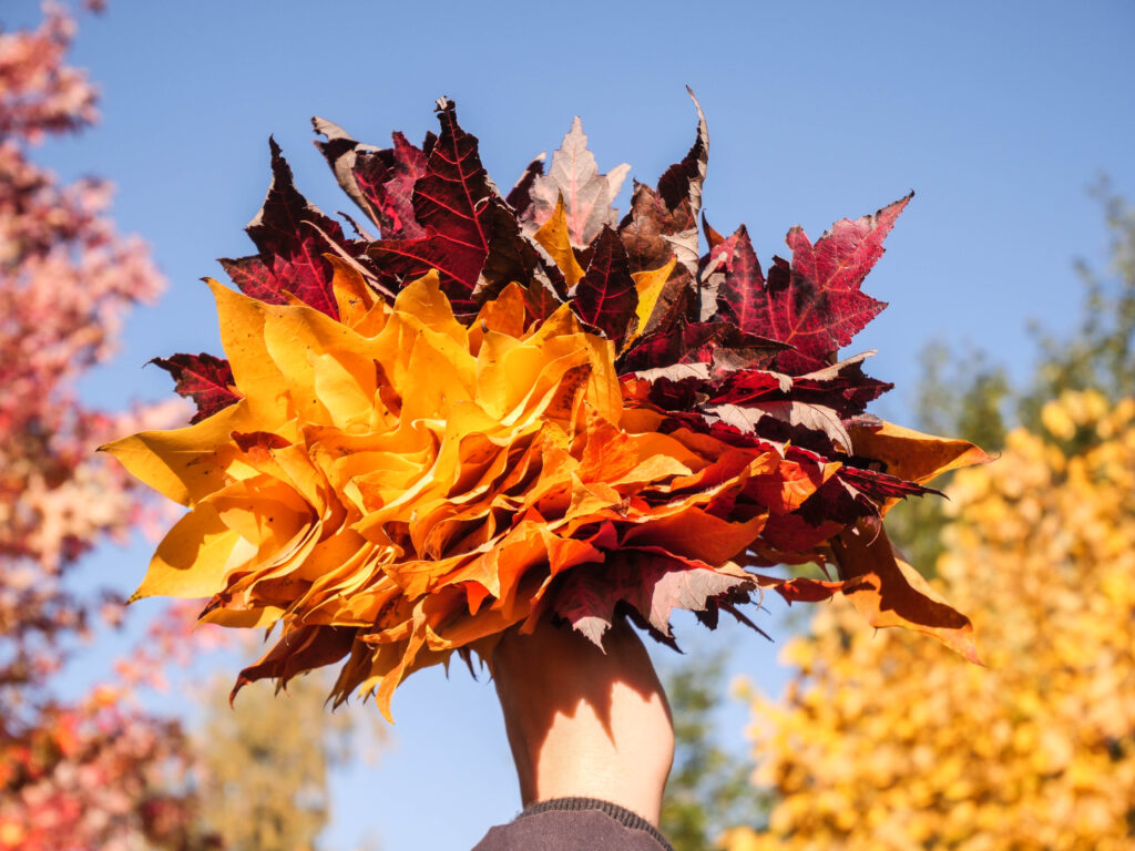 arboretum automne