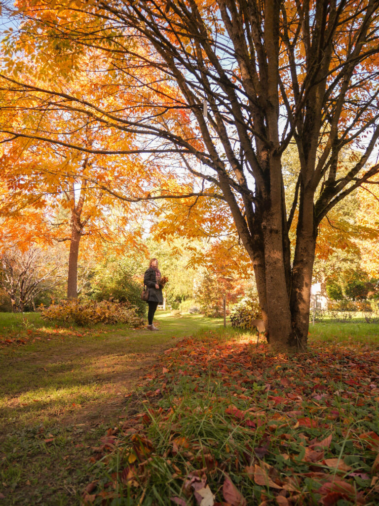 Arboretum automne