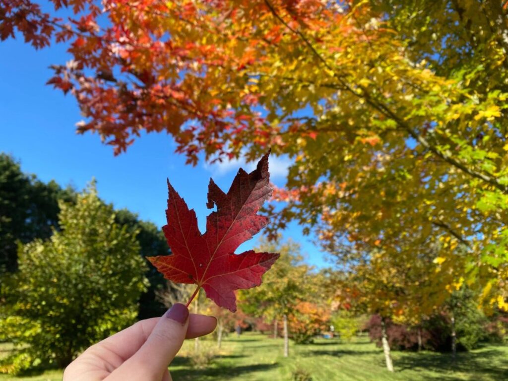 arboretum automne