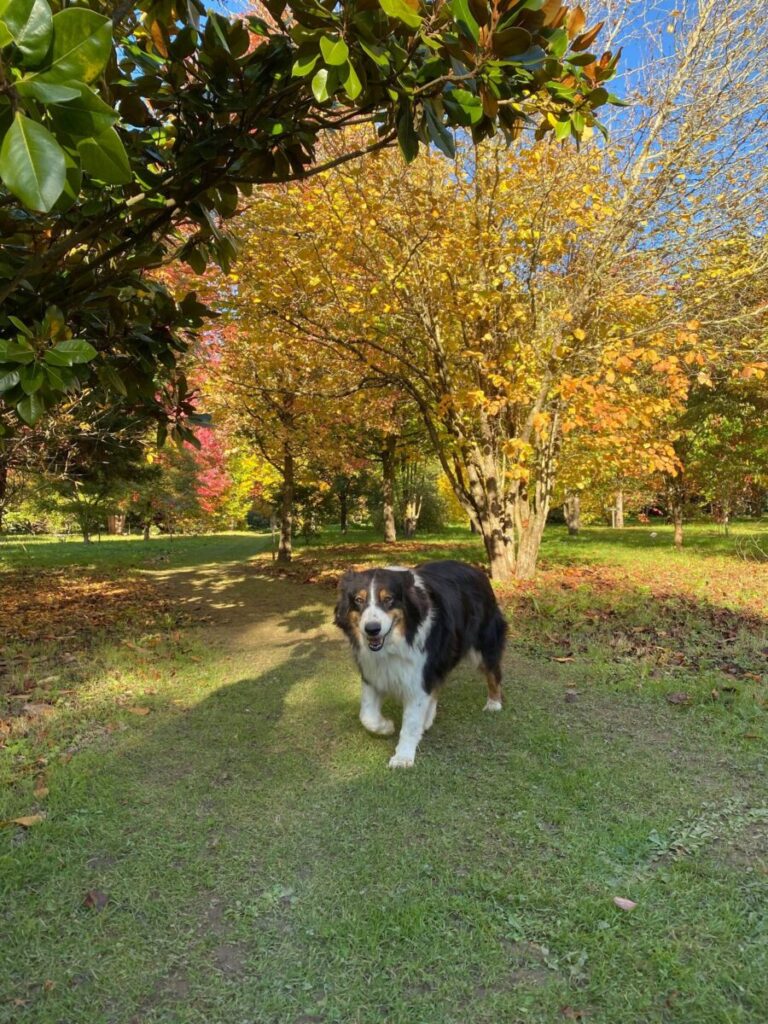 arboretum automne