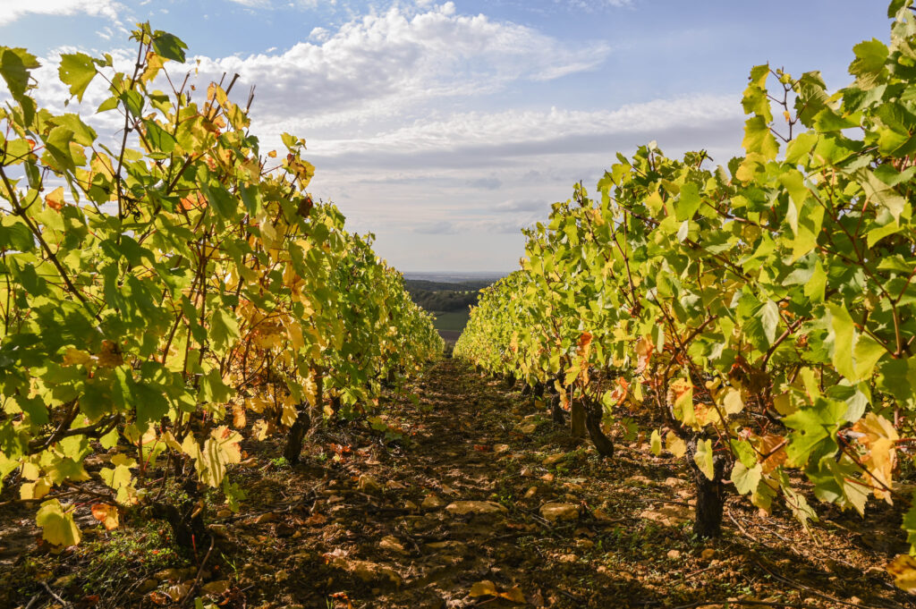 Vignoble des Côtes de La Charité