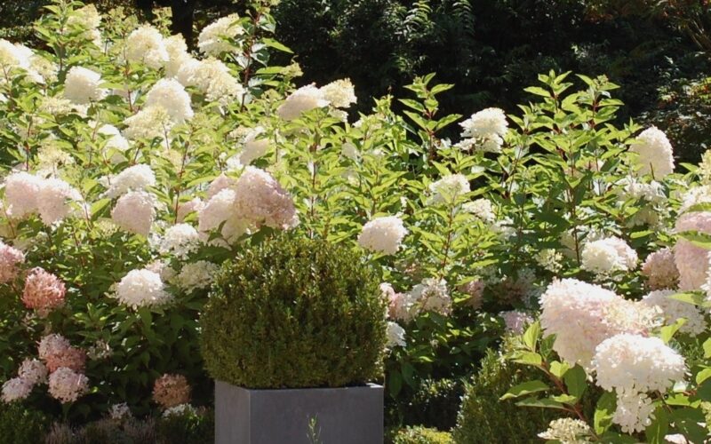 Hydrangea-paniculata-PhantomJPG##Hydrangea paniculata 'Phantom'##arboretum adeline ##