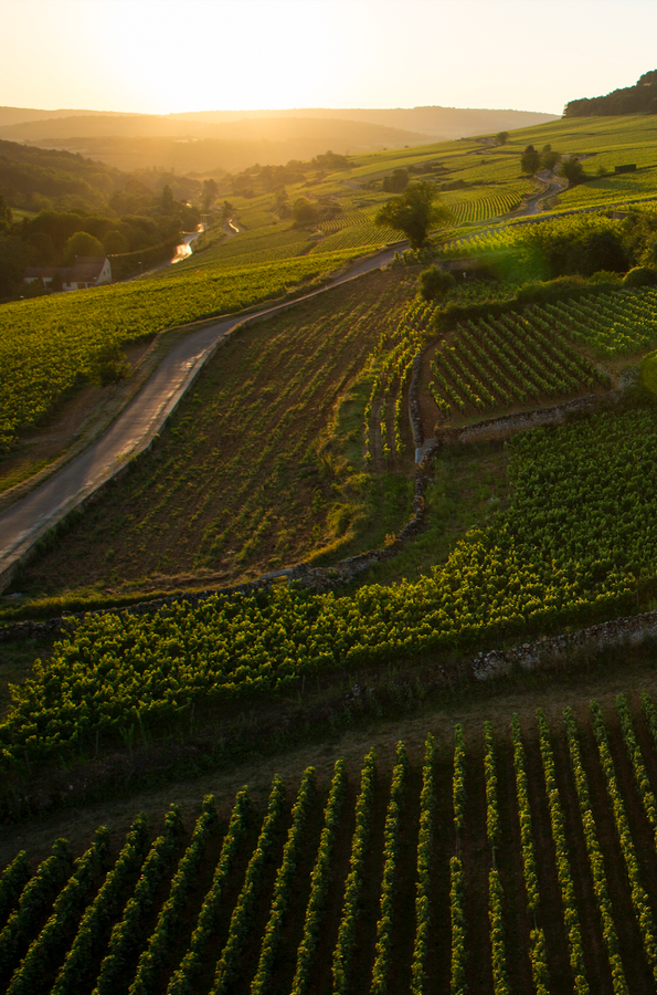 Apéro avec V.U.E / Climats de Bourgogne