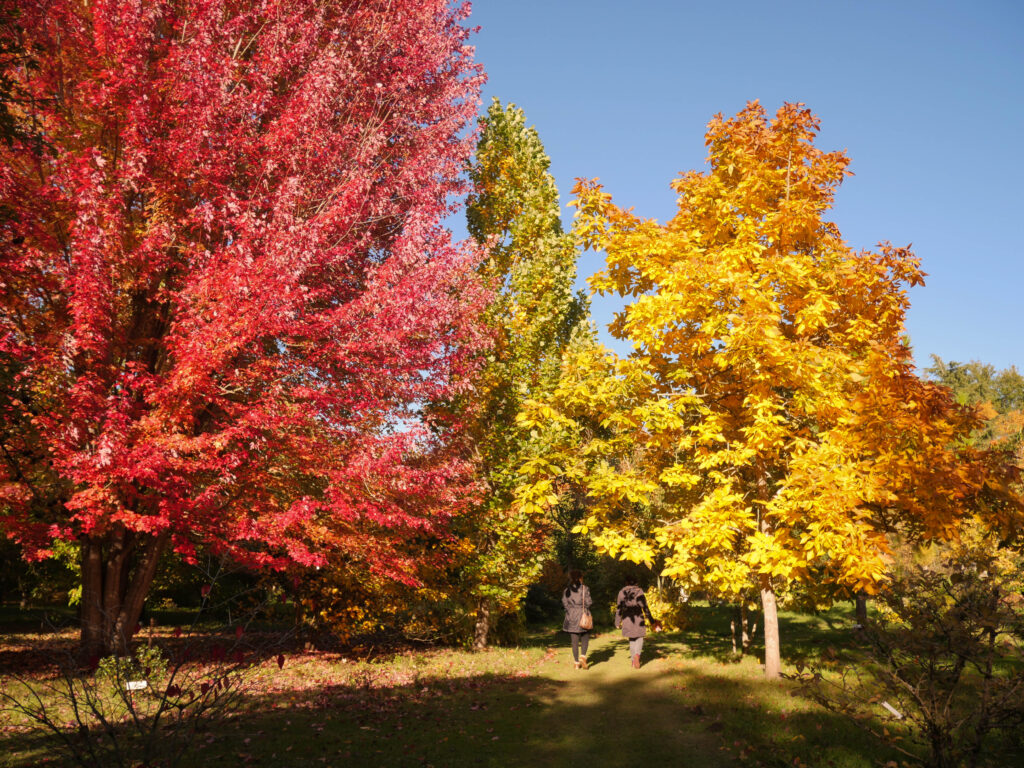 L'appel de l'automne