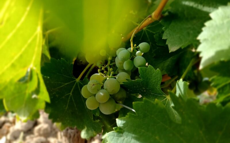 Pouilly-sur-Loire-vignes-detail-2jpg##Pouilly sur Loire_Nièvre_Bourgogne##Christiane Vavouil##