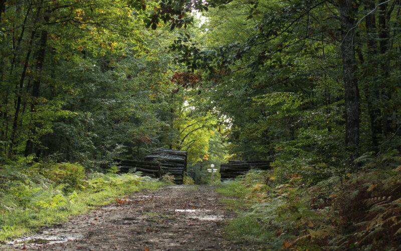 IMG-6042JPG##Forêt Domaniale des Bertranges##Nature au Coeur ##