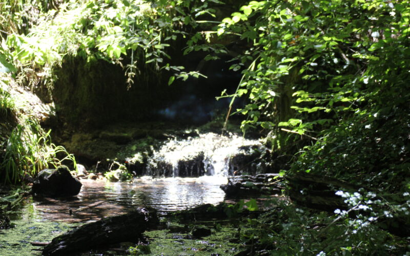 IMG-5397-3JPG##La forêt protège l'eau##Nature Au Coeur##