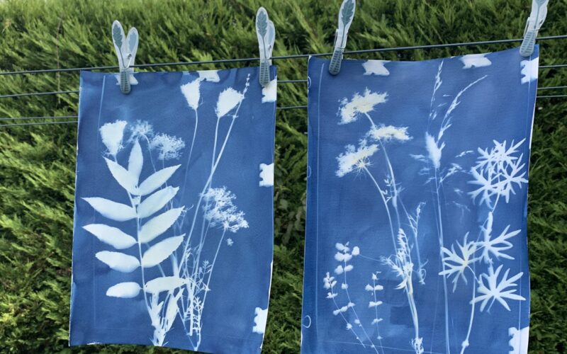 SechageJPG##Herbier cyanotype##Nature Au Coeur##