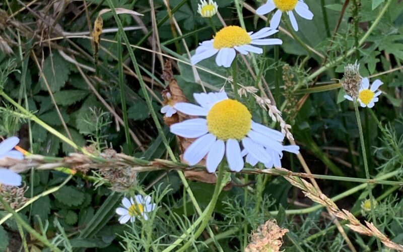 camomille-matricaire-2jpg##camomille matricaire##Nature Au Coeur##