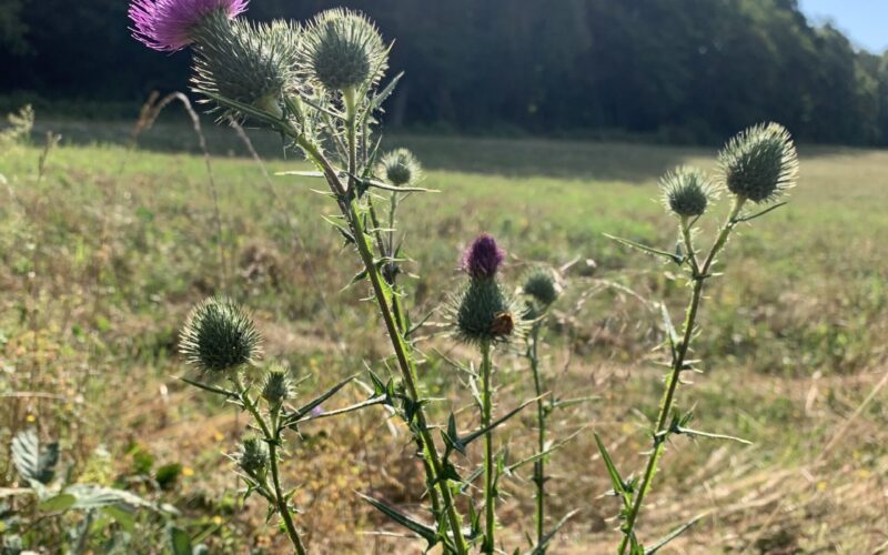 cirse-commun-fleurJPG##cirse commun fleur##Nature Au Coeur##