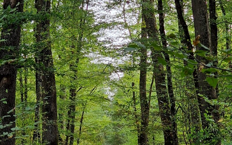 Foret-des-Bertranges-4