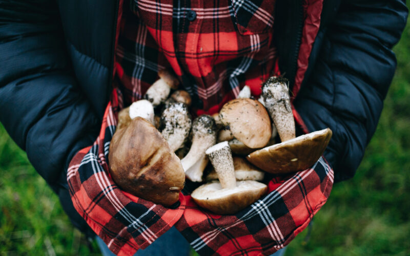 Woman hold fresh picked wild mushrooms