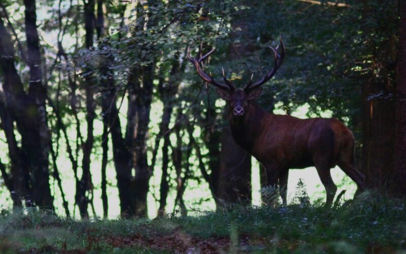 c-raymondjpg##Cerf##c RAIMOND##