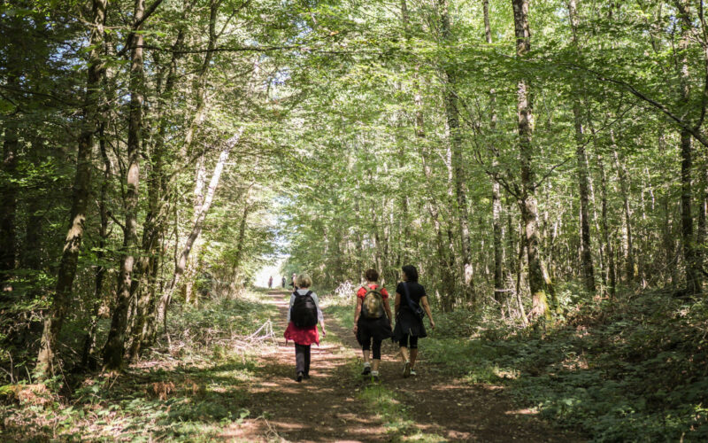 Fantastic-picnic-Chasnay-110922-credits-charlene-jorandon-48jpg##Balade en forêt##Charlène Jorandon##