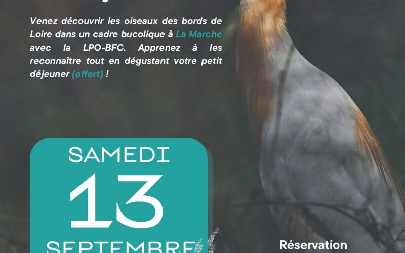 Affiche-animation-ptit-dej-ornitho-13-septembrejpg##Affiche animation ptit dej' ornitho 13 septembre##Communauté de Communes Les Bertranges ##