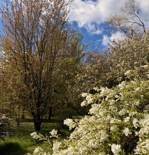 Exochorda-macrantha-the-bride-et-Tilia-cordata-winter-orangejpeg##Exochorda macrantha the bride et Tilia cordata winter orange##Arboretum_Adeline##