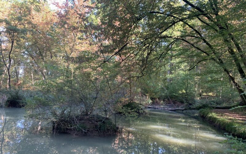 IMG-0823-6JPG##Les zones humides forestières##Nature Au Coeur##