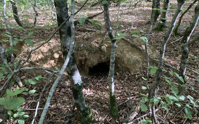 IMG-0848-3JPG##A qui est ce terrier