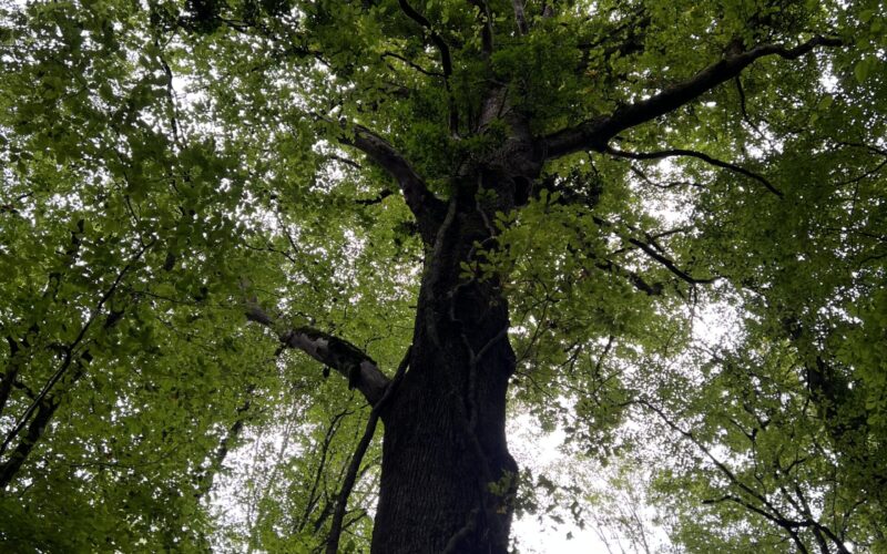 IMG-1356-11JPG##IMG_1356##Nature Au Coeur## IMG-1356-11JPG##IMG_1356##Nature Au Coeur##