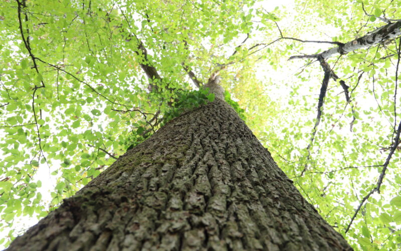 IMG-1620-4JPG##IMG_1620##Nature Au Coeur## IMG-1620-4JPG##IMG_1620##Nature Au Coeur##