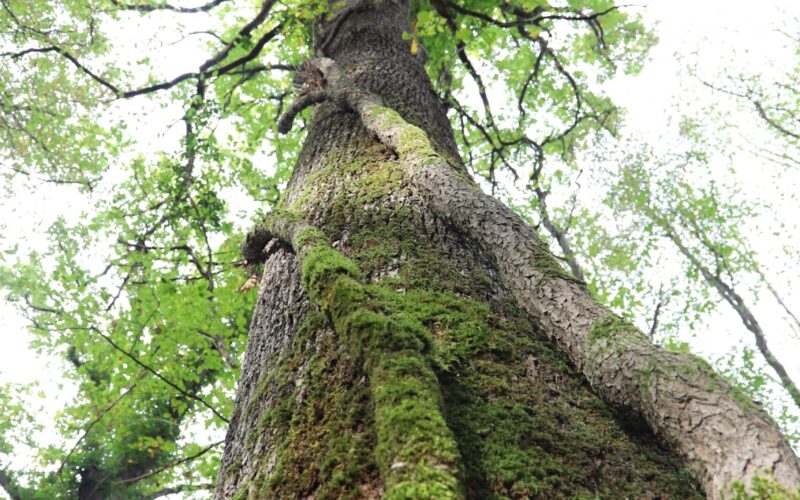 IMG-1622-3JPG##Le lierre protège le chêne##Nature Au Coeur##