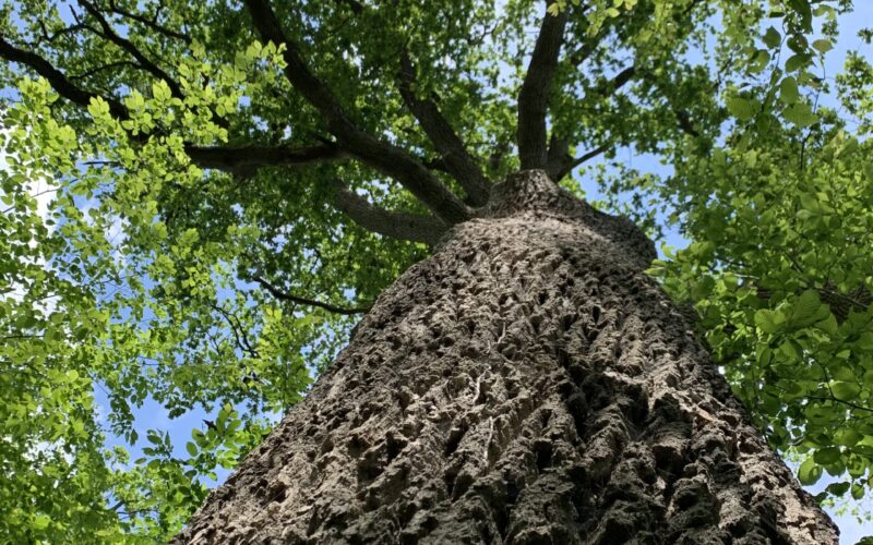 IMG-3380-3JPG##IMG_3380##Nature Au Coeur## IMG-3380-3JPG##IMG_3380##Nature Au Coeur##