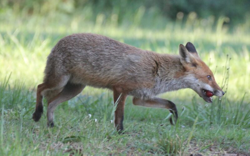 IMG-4531renard3bis-3jpg##Renard gourmand##Nature Au Coeur##