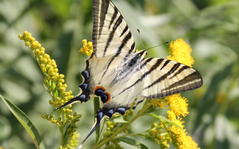 IMG-5371bis-2jpg##Flambé##Nature Au Coeur##