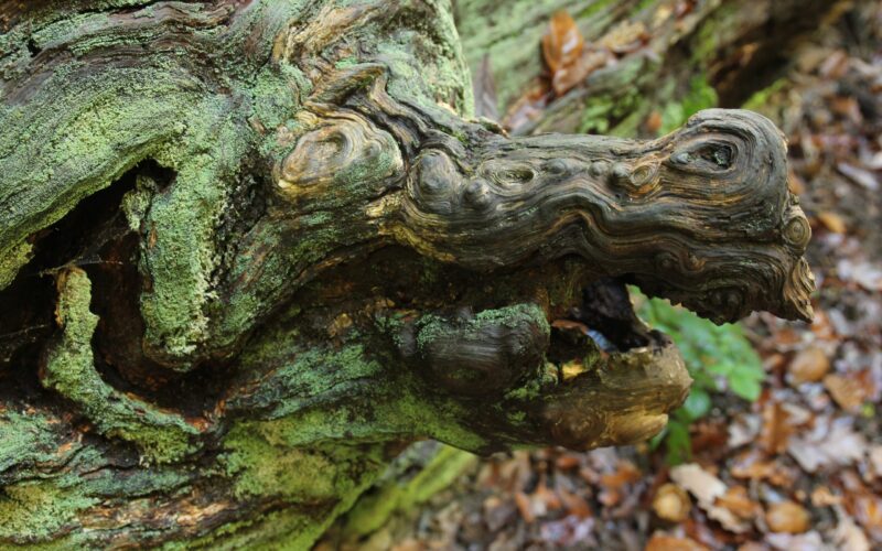 IMG-6218-3JPG##Vieux tronc##Nature Au Coeur##