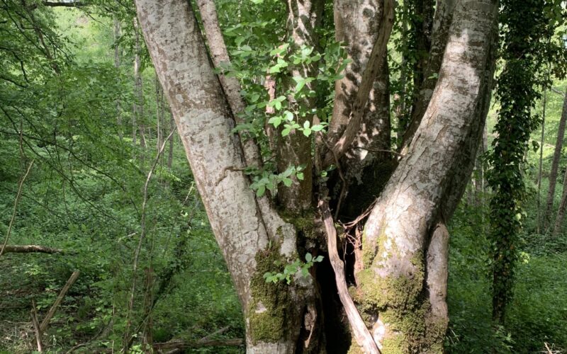 IMG-7520-2JPG##IMG_7520##Nature Au Coeur## IMG-7520-2JPG##IMG_7520##Nature Au Coeur##